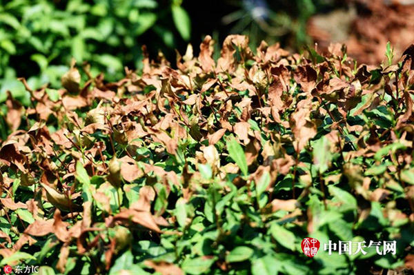 �Ϸ��人�����Ƽ�¼ ���ȳ������µ�